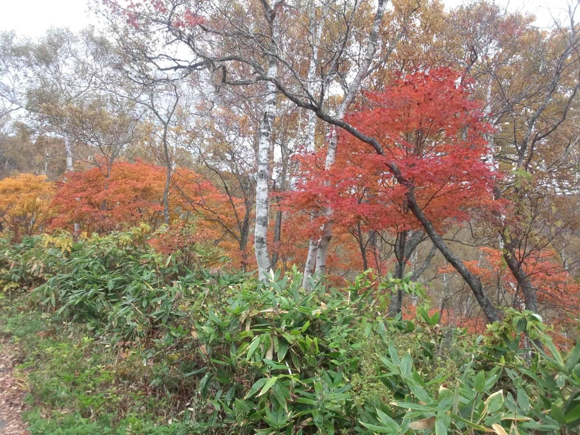 Yudanaka Yasuragi Hotel Yamanouchi  Eksteriør billede