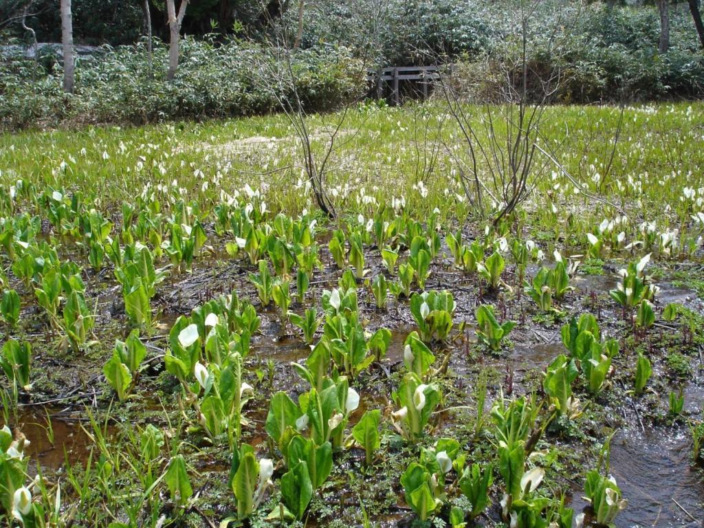 Yudanaka Yasuragi Hotel Yamanouchi  Eksteriør billede